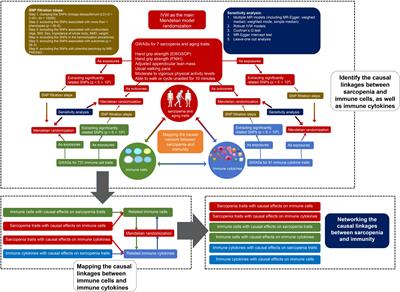 Comprehensive landscapes of the causal network between immunity and sarcopenia